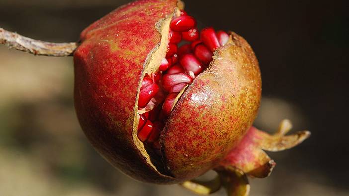 Lezzetli nar seçmenin altın formülü: 3 detaya bakın, farkı tadın! 5